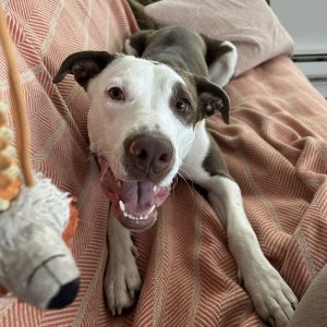Wonderful and silly Lou is adoptable and ready to bring joy and fun to your home Our sweet and curi
