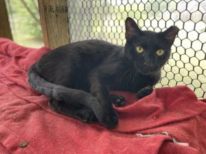 B.C., Adult Male Domestic Short Hair