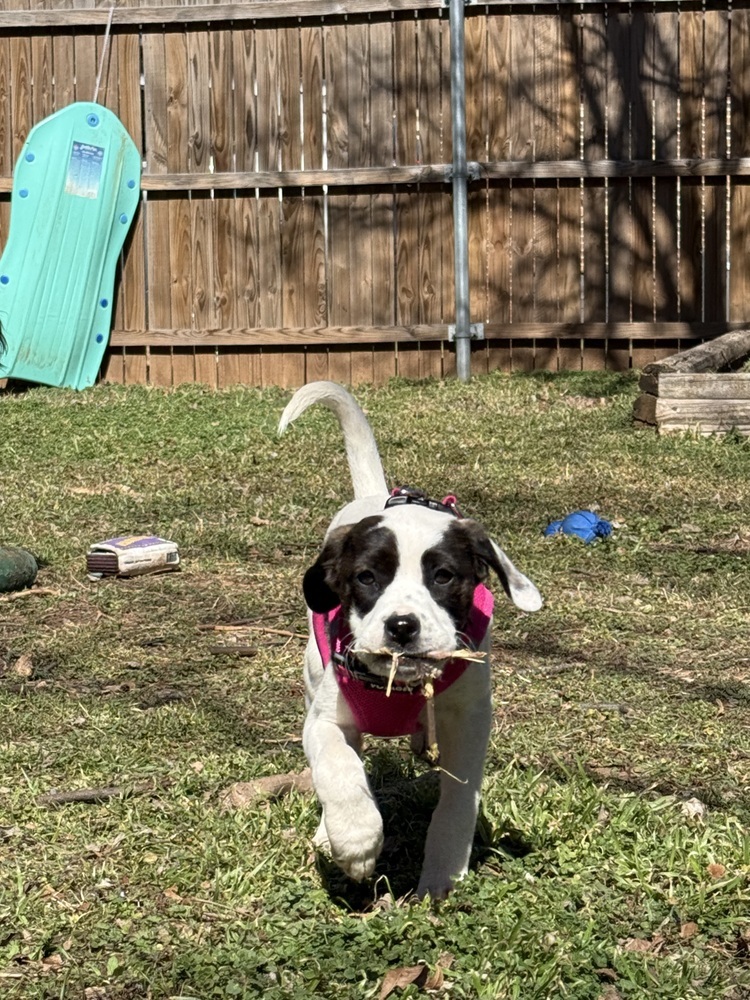 Penelope