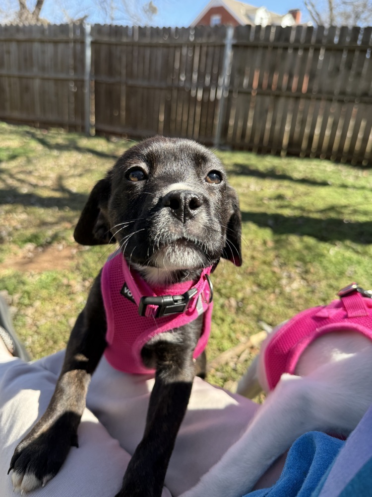 Penelope