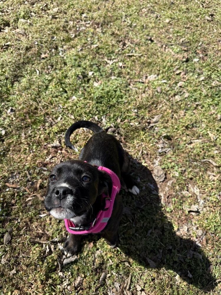 Penelope