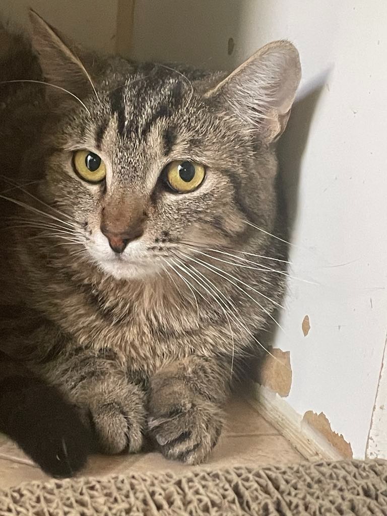 Melon, an adoptable Domestic Short Hair in Ogden, UT, 84409 | Photo Image 1