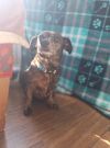 Vinny *Bonded Pair w/ Jumbo* photo 1