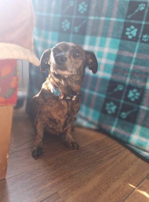 Vinny *Bonded Pair w/ Jumbo*, Young Male Dachshund