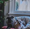 Vinny *Bonded Pair w/ Jumbo* photo 2