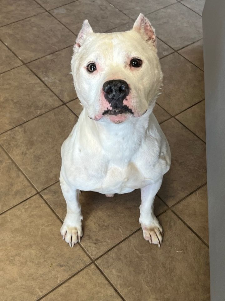 Kujo 3
