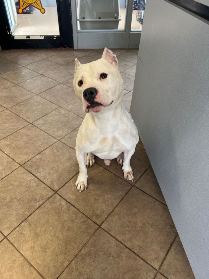 Kujo 4