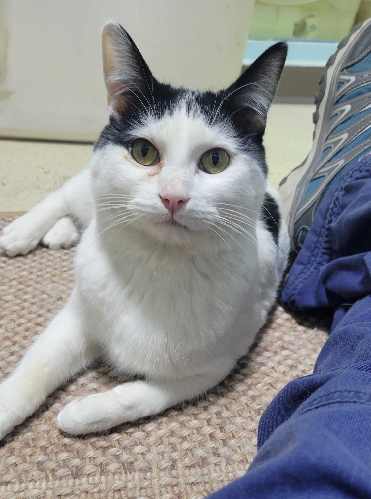 Hatfield, an adoptable Domestic Short Hair in Colorado Springs, CO, 80908 | Photo Image 1