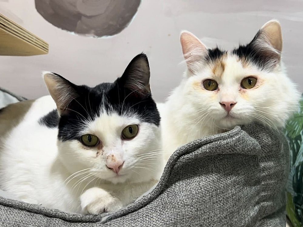 Hatfield, an adoptable Domestic Short Hair in Colorado Springs, CO, 80908 | Photo Image 3