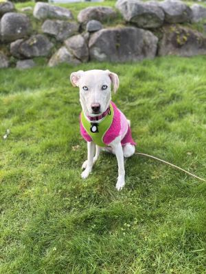 Star Mixed Breed Dog