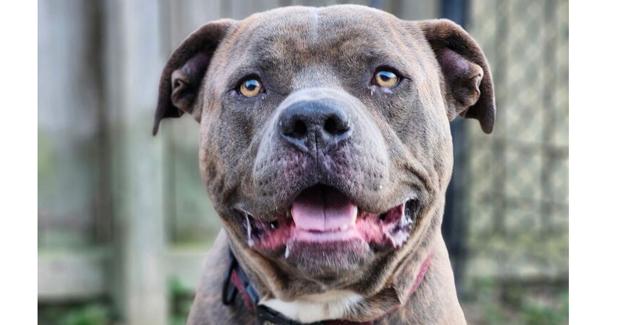 Duke, an adoptable Pit Bull Terrier in Kronenwetter, WI, 54455 | Photo Image 1