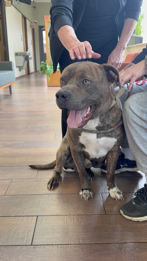 Duke, an adoptable Pit Bull Terrier in Kronenwetter, WI, 54455 | Photo Image 2
