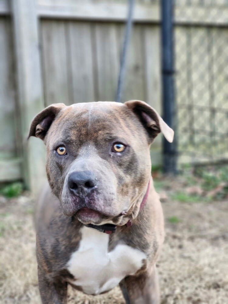 Duke, an adoptable Pit Bull Terrier in Kronenwetter, WI, 54455 | Photo Image 3