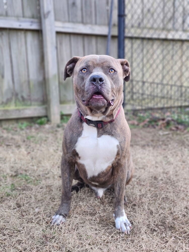Duke, an adoptable Pit Bull Terrier in Kronenwetter, WI, 54455 | Photo Image 4