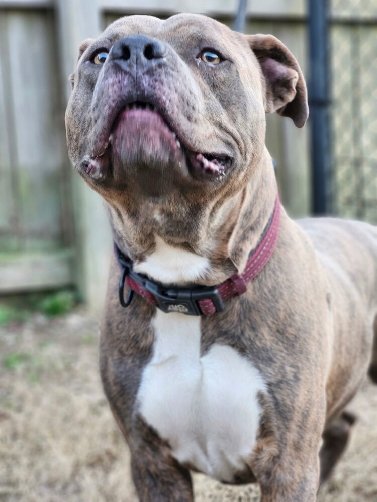 Duke, an adoptable Pit Bull Terrier in Kronenwetter, WI, 54455 | Photo Image 5