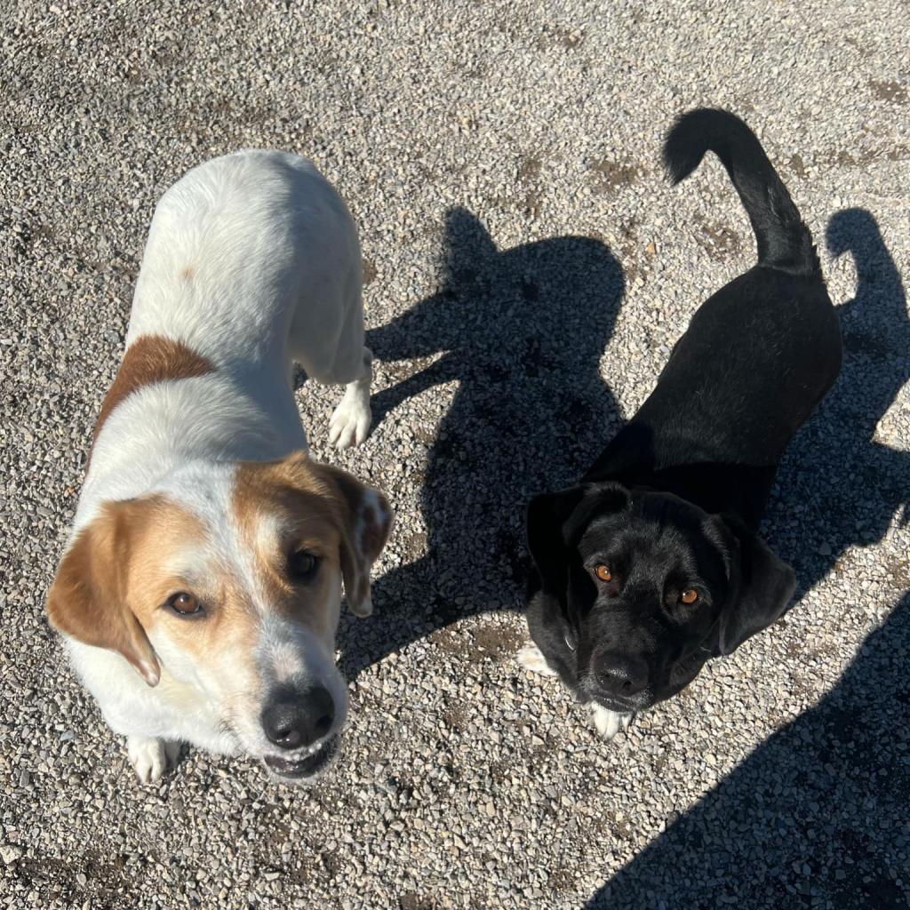 Aila, an adoptable Great Pyrenees in Oxford, ME, 04270 | Photo Image 2