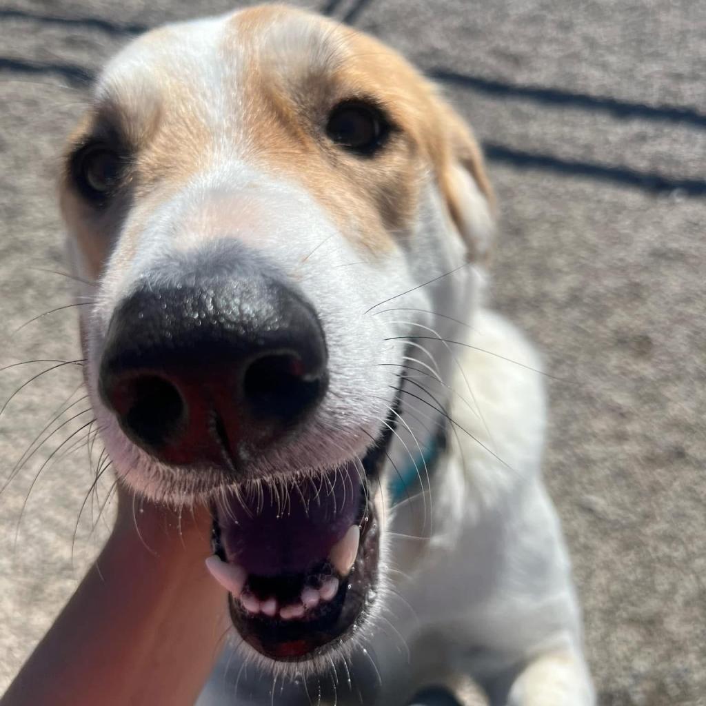 Aila, an adoptable Great Pyrenees in Oxford, ME, 04270 | Photo Image 6