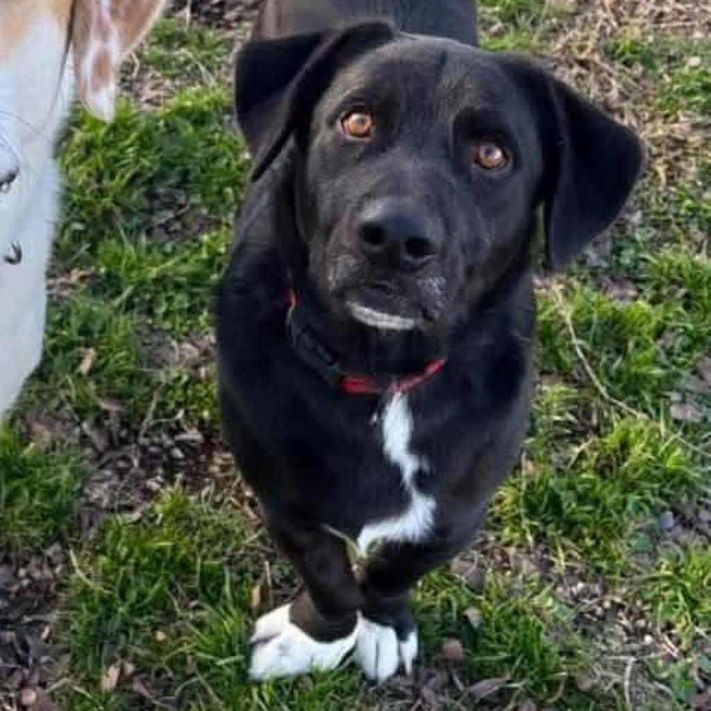 Ansel, an adoptable Labrador Retriever in Oxford, ME, 04270 | Photo Image 1