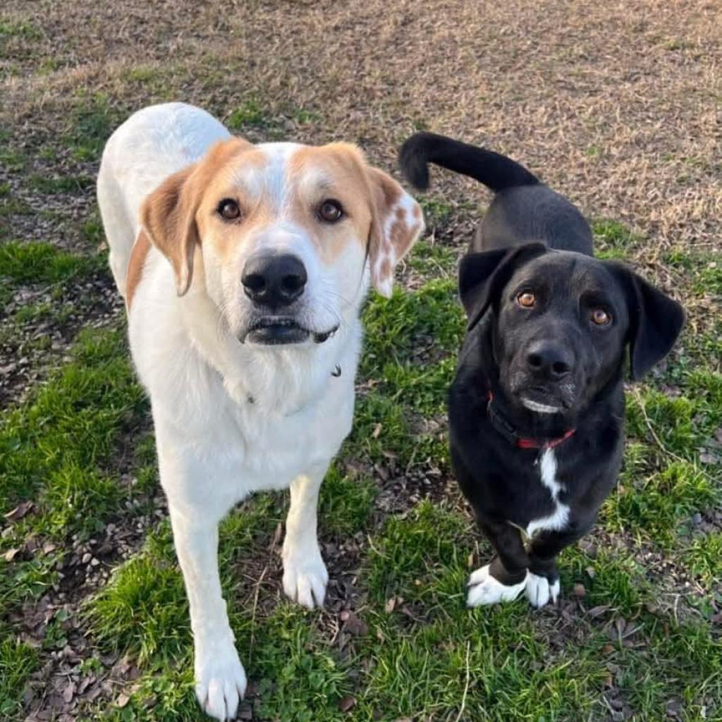 Ansel, an adoptable Labrador Retriever in Oxford, ME, 04270 | Photo Image 2