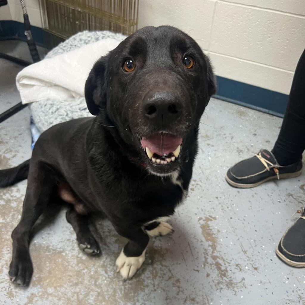 Ansel, an adoptable Labrador Retriever in Oxford, ME, 04270 | Photo Image 3