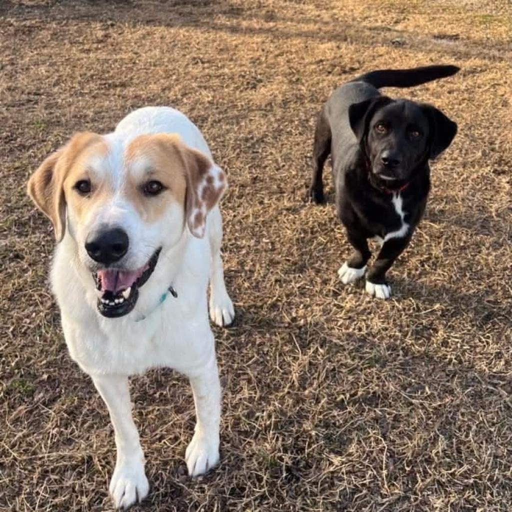 Ansel, an adoptable Labrador Retriever in Oxford, ME, 04270 | Photo Image 4