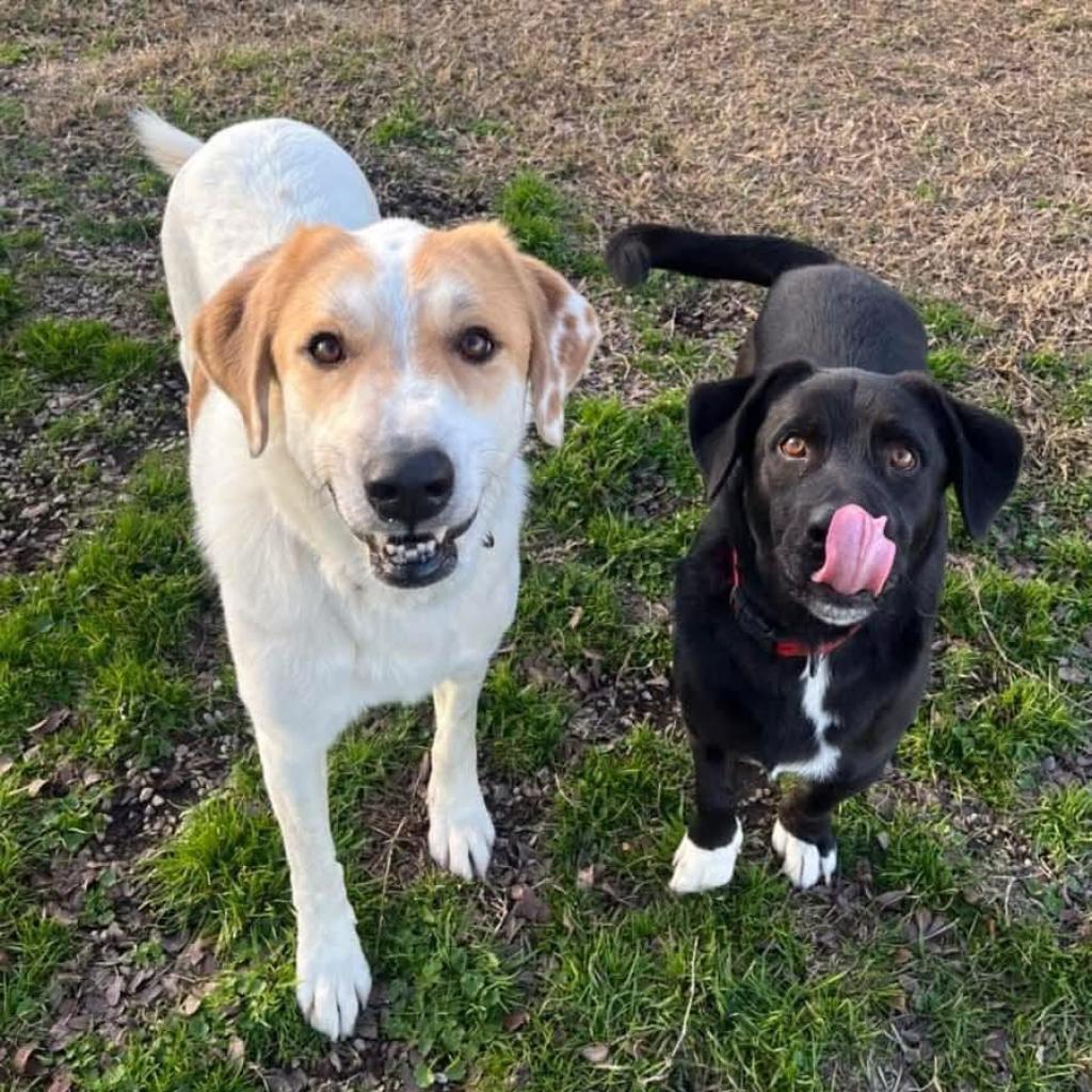 Ansel, an adoptable Labrador Retriever in Oxford, ME, 04270 | Photo Image 5