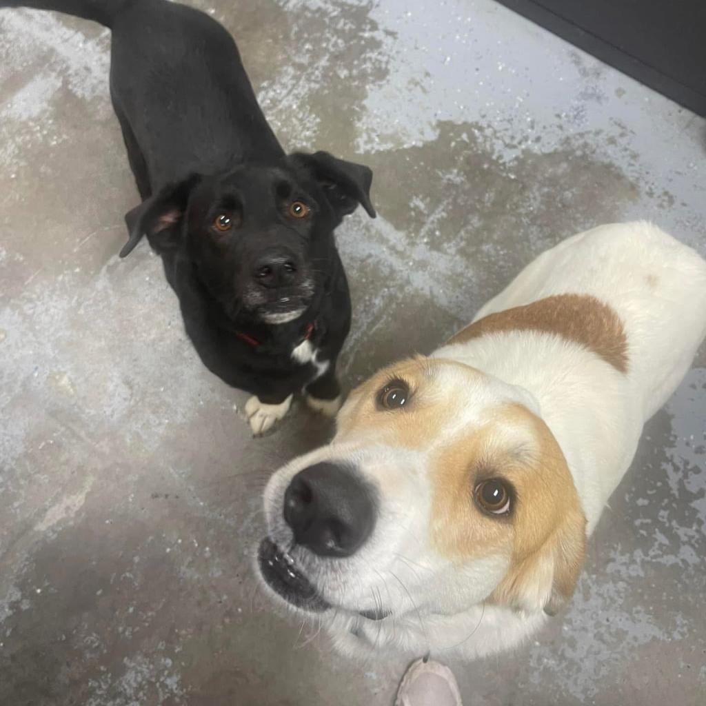 Ansel, an adoptable Labrador Retriever in Oxford, ME, 04270 | Photo Image 6