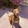 Davey - PAWS photo 1