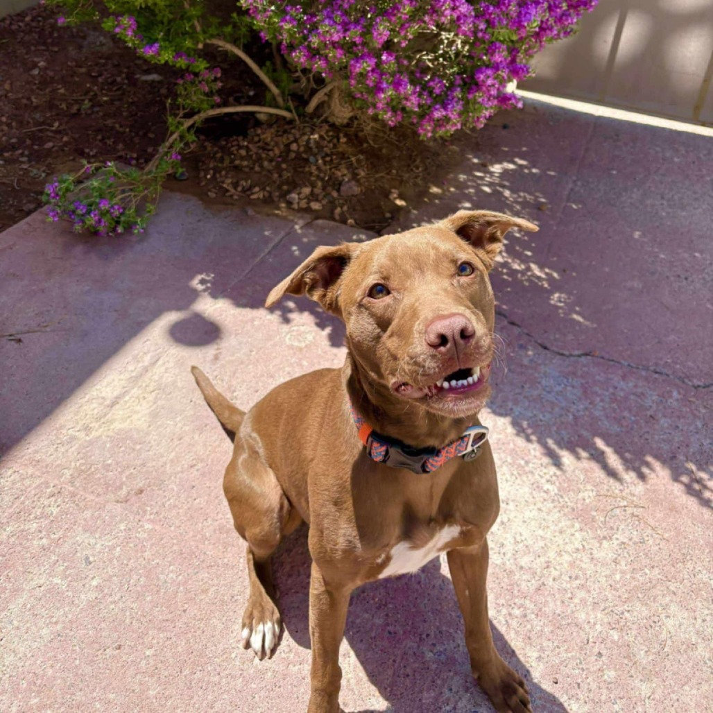 Davey - PAWS, an adoptable Mixed Breed in Las Cruces, NM, 88001 | Photo Image 1