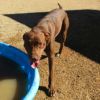 Davey - PAWS photo 2