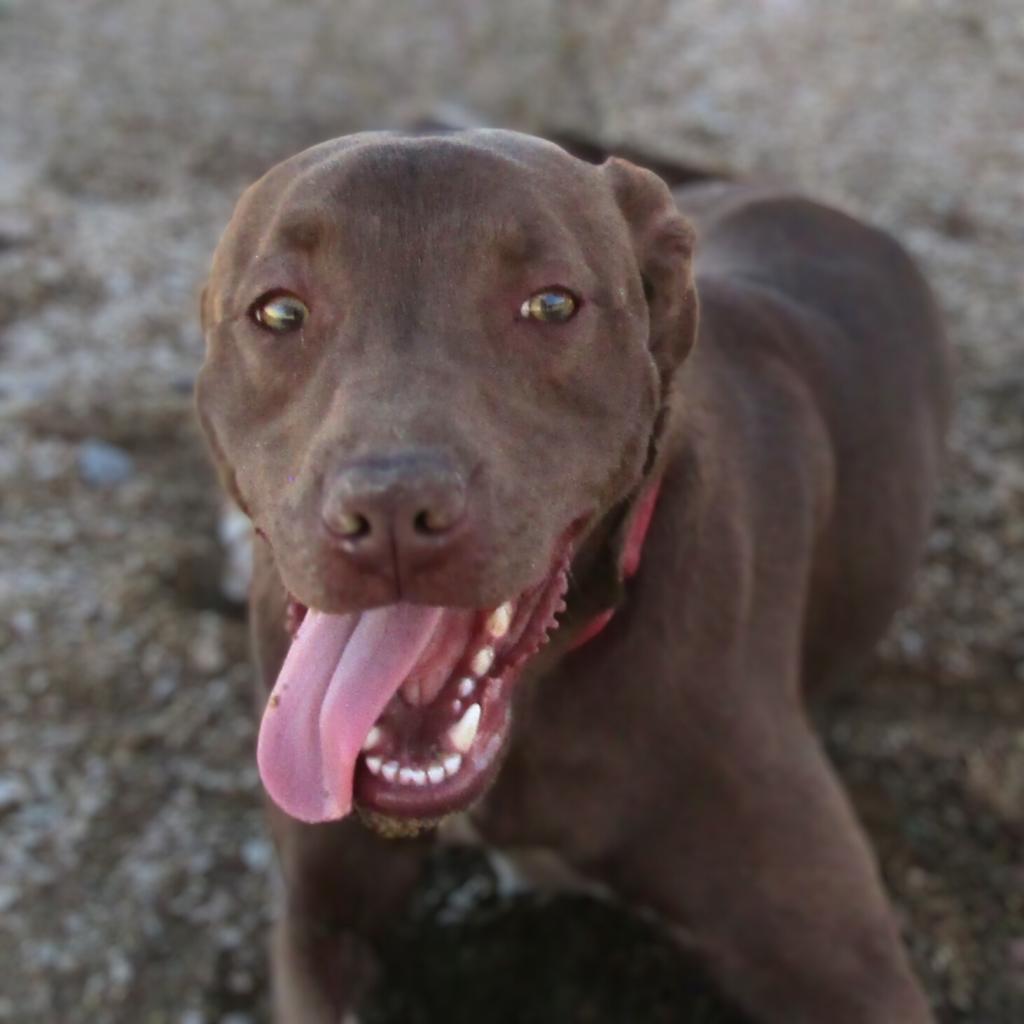Davey - PAWS, an adoptable Mixed Breed in Las Cruces, NM, 88001 | Photo Image 3