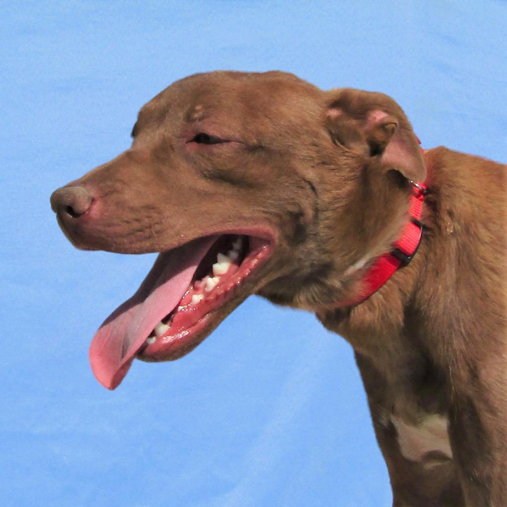 Davey - PAWS