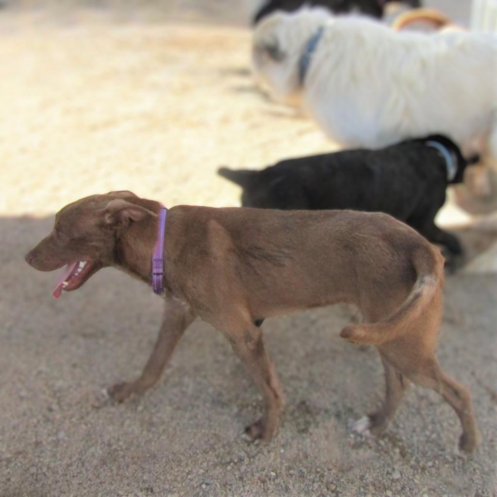 Davey - PAWS, an adoptable Mixed Breed in Las Cruces, NM, 88001 | Photo Image 4