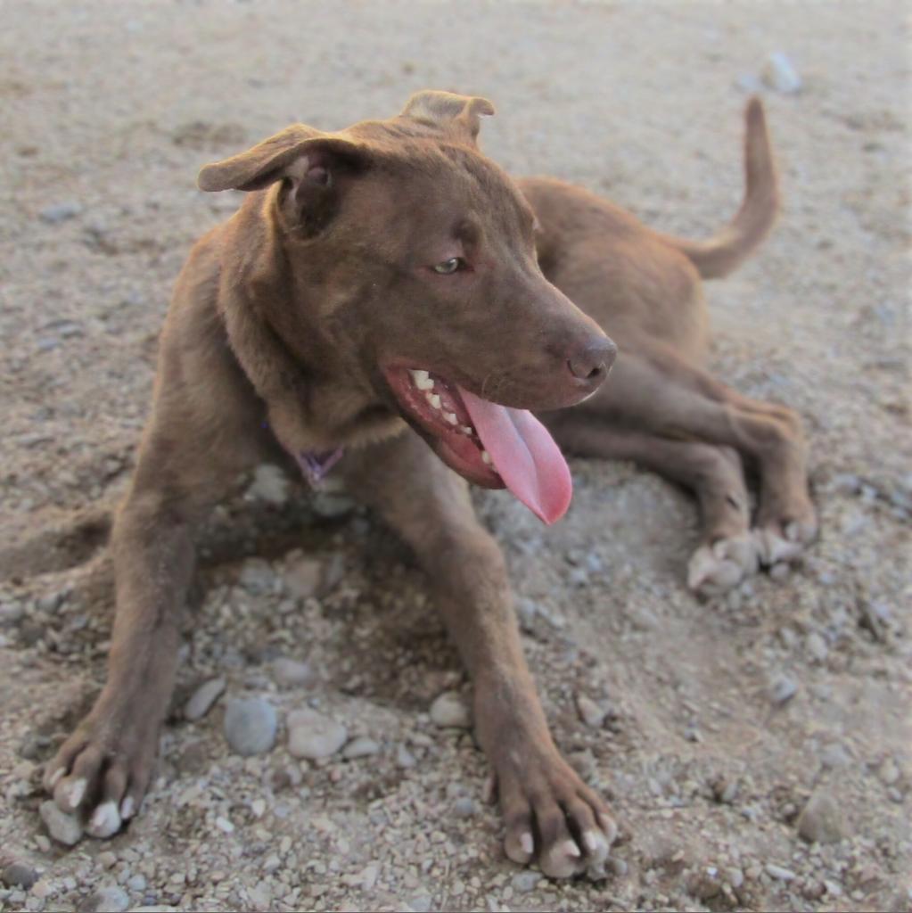 Davey - PAWS, an adoptable Mixed Breed in Las Cruces, NM, 88001 | Photo Image 5