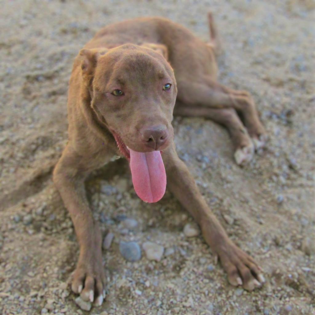 Davey - PAWS, an adoptable Mixed Breed in Las Cruces, NM, 88001 | Photo Image 6
