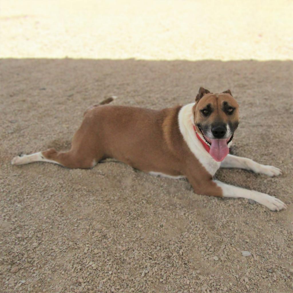 Ginny - PAWS