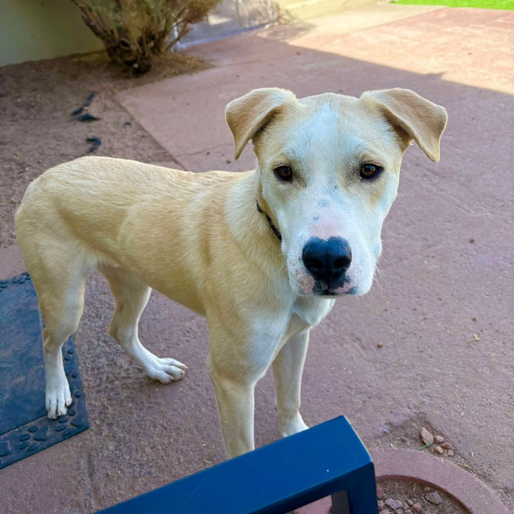 Miller - PAWS