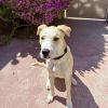Miller - PAWS photo 1
