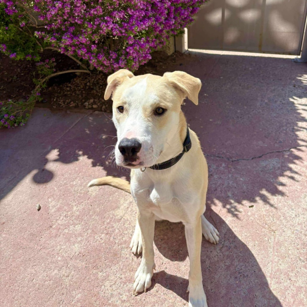 Miller - PAWS, an adoptable Mixed Breed in Las Cruces, NM, 88001 | Photo Image 1