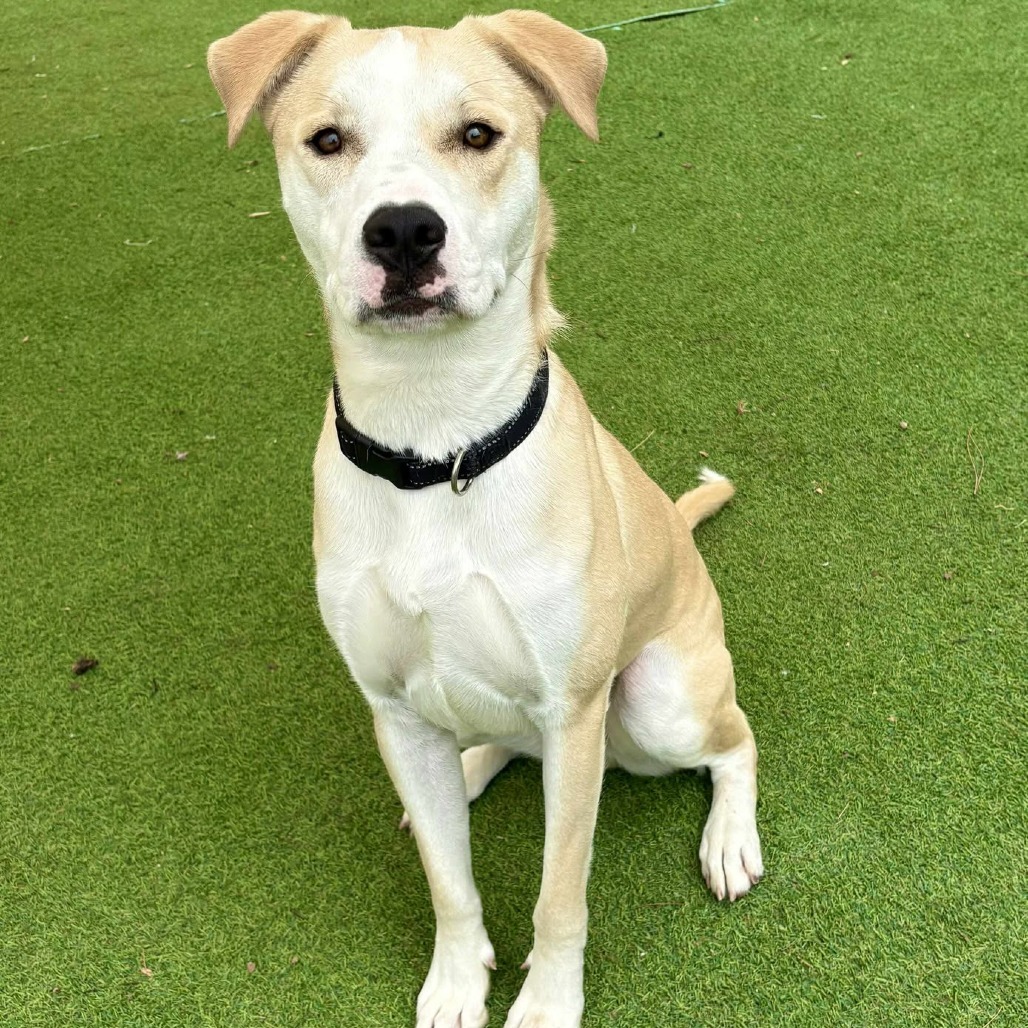 Miller - PAWS, an adoptable Mixed Breed in Las Cruces, NM, 88001 | Photo Image 1