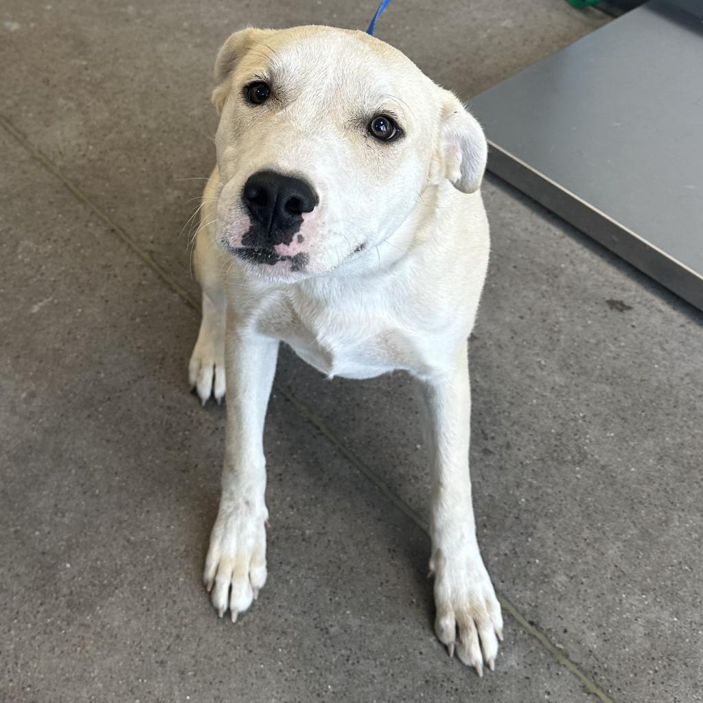 Miller - PAWS, an adoptable Mixed Breed in Las Cruces, NM, 88001 | Photo Image 2