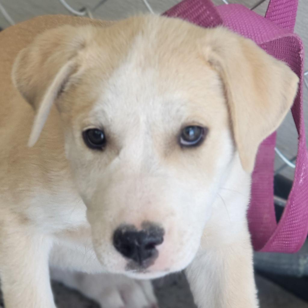 Miller - PAWS, an adoptable Mixed Breed in Las Cruces, NM, 88001 | Photo Image 3