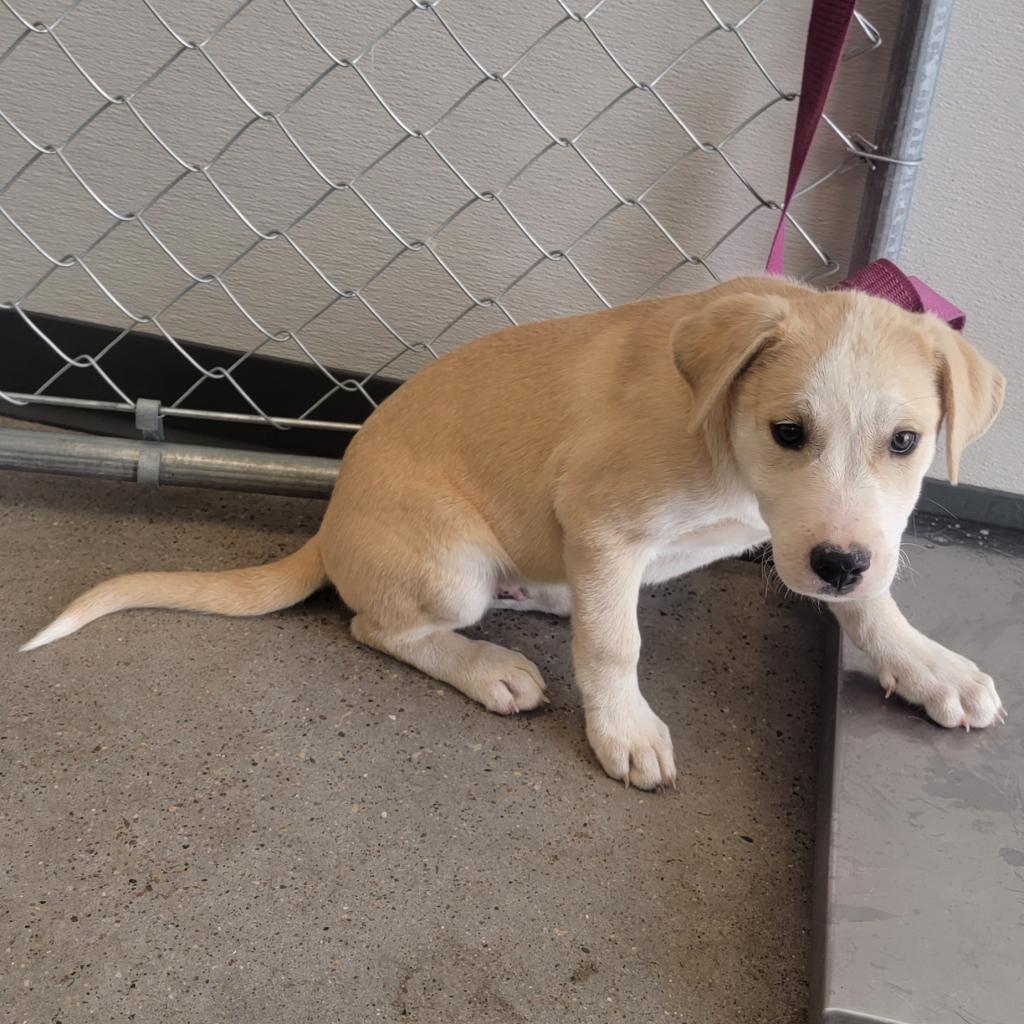 Miller - PAWS, an adoptable Mixed Breed in Las Cruces, NM, 88001 | Photo Image 4