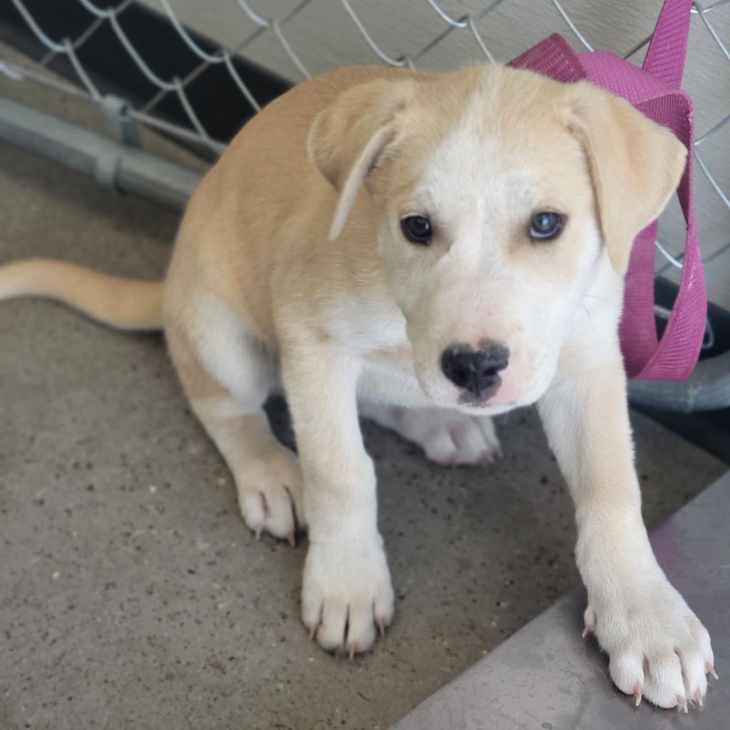 Miller - PAWS, an adoptable Mixed Breed in Las Cruces, NM, 88001 | Photo Image 5