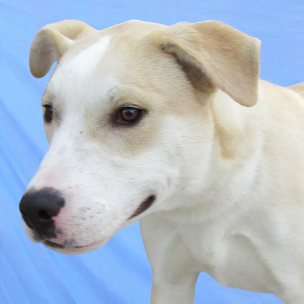 Miller - PAWS, an adoptable Mixed Breed in Las Cruces, NM, 88001 | Photo Image 6