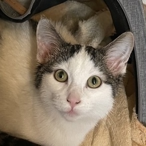 Maggie