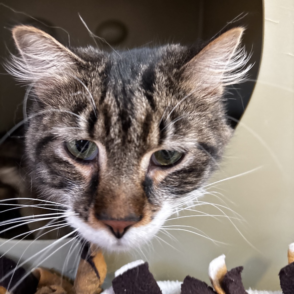 Rowen*, an adoptable Domestic Long Hair in Cody, WY, 82414 | Photo Image 1