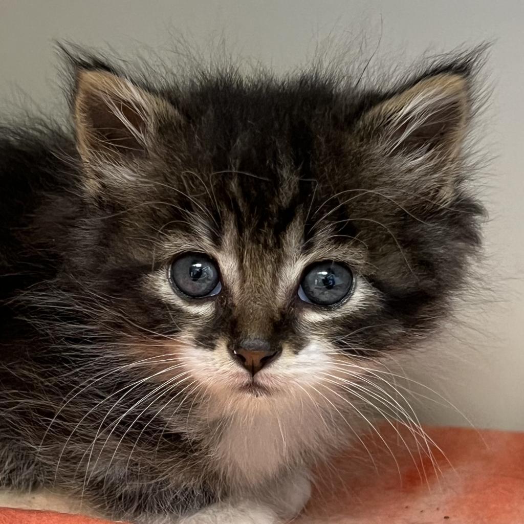 Rowen*, an adoptable Domestic Long Hair in Cody, WY, 82414 | Photo Image 2
