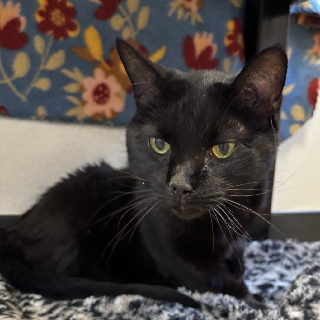 Blair, an adoptable Domestic Short Hair in Cody, WY, 82414 | Photo Image 1