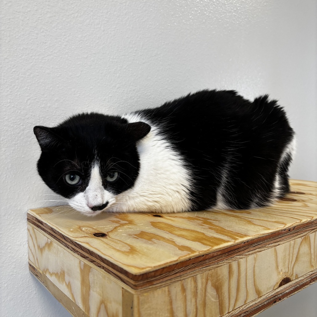 Daphne*, an adoptable Domestic Short Hair in Cody, WY, 82414 | Photo Image 1